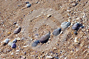 Beach. Background with shells and sand texture