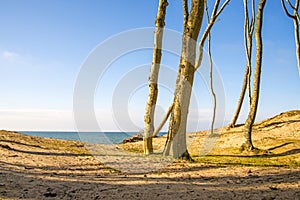 Beach of the Baltic sea with dunes and trees