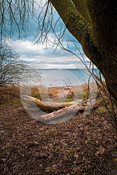 On a beach of the Baltic Sea are fallen trees after a storm