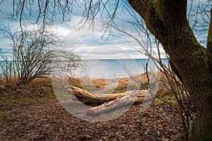 On a beach of the Baltic Sea are fallen trees after a storm