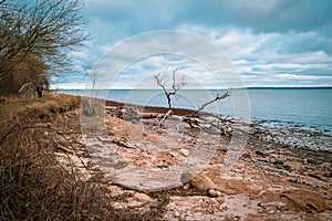 On a beach of the Baltic Sea are fallen trees after a storm