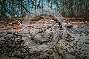 On a beach of the Baltic Sea are fallen trees after a storm