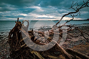 On a beach of the Baltic Sea are fallen trees after a storm