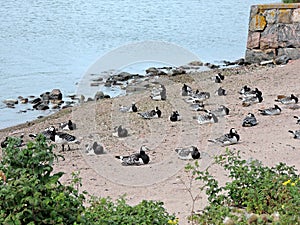 The beach of  Baltic sea with geese, Suomenlinna in Helsinki