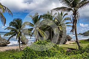 Beach of Barbados
