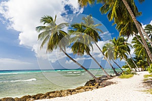 Beach in Barbados with coconut palms