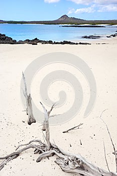 Beach on a beautiful uninhabited island, selective focus, Galapagos Islands, Ecuador