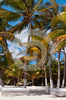 Beach beds under palm trees on Caribbean photo