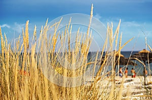 Beach behind de grass dune