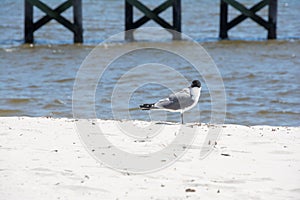 Beach Bird.