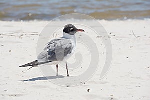 Beach Bird.