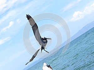 Beach bird flying free, Cumana Venezuela