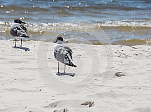 Beach Birds.