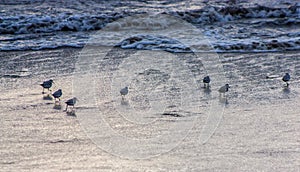 Beach Birds