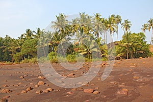 Beach with black sand and palm trees. Dark brown volcanic sand a