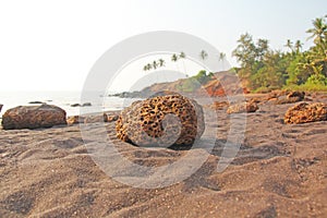 Beach with black sand and palm trees. Dark brown volcanic sand a