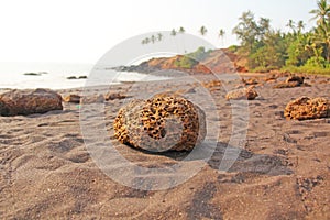 Beach with black sand and palm trees. Dark brown volcanic sand a