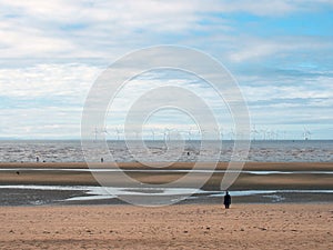 beach at blundell sands in sefton, southport with pools on the beach the beach and the wind turbines at burbo bank visible in