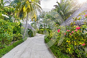 Beach bungalow as Maldives vacation background, sandy pathway, road, sun rays fresh green plants jungle walkway