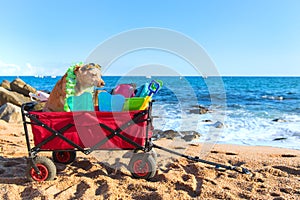 Beach cart with luggage and dog