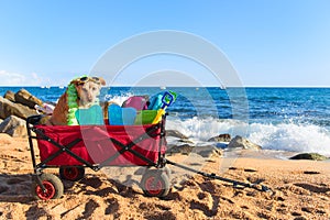 Beach cart with luggage and dog