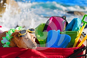 Beach cart with luggage and funny dog
