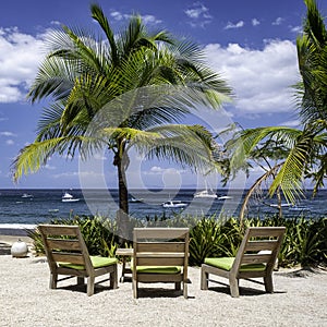 Beach chairs and palm trees on ocean beach