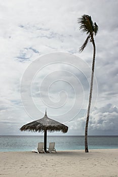 Beach chairs with umbrella and a lonely coconut tree