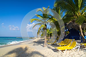 Beach chairs under palm