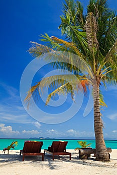 Beach chairs under a palm tree