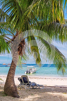 Beach chairs under a palm tree on tropical beach.