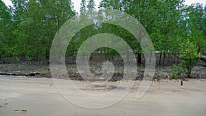 Beach With Clean Sand With Tropical Green Forest Of Avicennia Marina