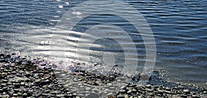 Ripples on water at beach with rocks beneath photo