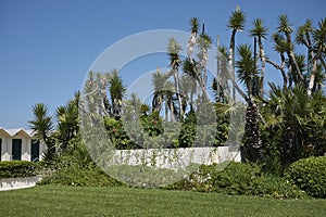 Beach club garden