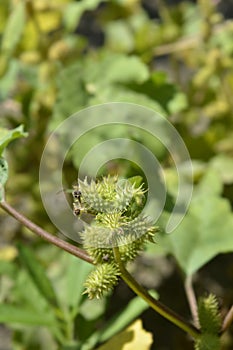 Beach cocklebur