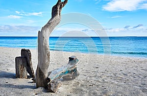 Beach and coconot tree at island Malapascua. Philippines photo