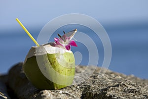 Beach and coconut