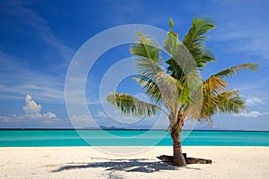 Beach and Coconut palm, Lipe island,Thailand photo