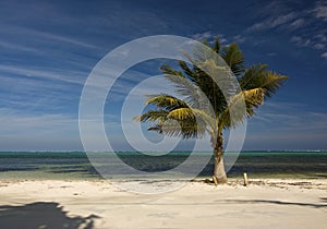 Beach Coconut Palm Tree