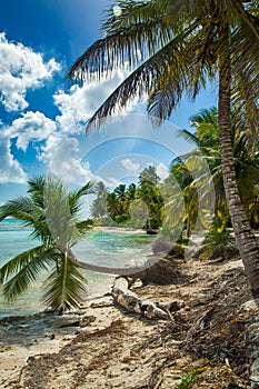 Beach with coconut palm, uninhabited tropical island