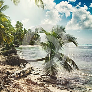 Beach with coconut palm, uninhabited tropical island