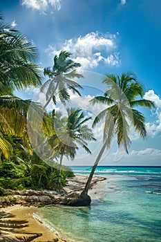 Playa coco palmera deshabitado isla 