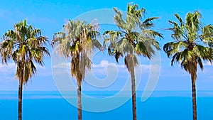 Beach and Coconut Palms on the Background of the Sea. Palm Trees, Blue Sky.