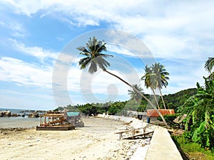 Beach coconut tree blue sky white sand