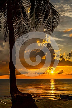 Beach Coconut Tree at Sunset