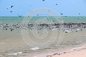 beach, cormorants, seagulls and indian ocean at the franÃ§ois pÃ©ron park (australia)