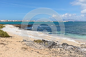 Beach covered with dried sea algae in Corralejo on Fuerteventura