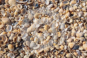 The beach is covered with multicolored shells of shellfish.