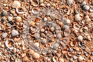 Beach covered with seashells, background image of seashells, closely photographed