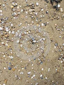 Beach covered with shells, background